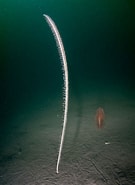 Image result for Funiculina. Size: 135 x 185. Source: www.britishmarinelifepictures.co.uk
