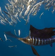 Image result for "istiophorus Albicans". Size: 182 x 185. Source: pixels.com