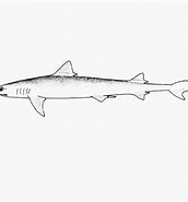 Image result for "paragaleus Tengi". Size: 172 x 185. Source: shark-references.com