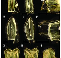 Image result for Lensia subtiloides Klasse. Size: 195 x 185. Source: www.researchgate.net