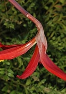 Afbeeldingsresultaten voor "rathkea Formosissima". Grootte: 131 x 185. Bron: www.plantsystematics.org