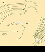 Image result for "thliptodon Diaphanus". Size: 160 x 185. Source: www.alamy.com