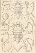 Image result for Pleurogonium inerme Rijk. Size: 124 x 185. Source: www.inaturalist.org