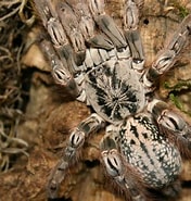 Afbeeldingsresultaten voor "trochodota Maculata". Grootte: 176 x 185. Bron: www.reptileforums.co.uk