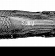 Afbeeldingsresultaten voor "halosauropsis Macrochir". Grootte: 180 x 142. Bron: www.alamy.com