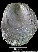 Afbeeldingsresultaten voor "pododesmus Squama". Grootte: 134 x 185. Bron: naturalhistory.museumwales.ac.uk