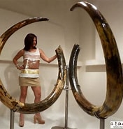 巨象 世界樹 牙飾り に対する画像結果.サイズ: 176 x 185。ソース: www.rn-hswh.com