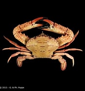 Image result for "charybdis Natator". Size: 174 x 185. Source: www.crustaceology.com