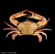 Image result for "chiridius Pacificus". Size: 191 x 185. Source: www.crustaceology.com