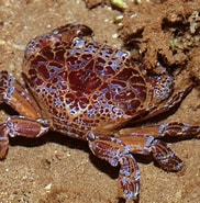 Afbeeldingsresultaten voor Multicrustacea. Grootte: 182 x 185. Bron: www.picture-worl.org