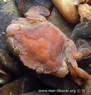 Image result for "liocarcinus Pusillus". Size: 177 x 185. Source: european-marine-life.org