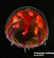 Image result for Crossota brunnea Rijk. Size: 173 x 185. Source: alchetron.com