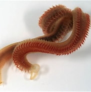 Image result for "malacoceros Fuliginosus". Size: 182 x 180. Source: www.discoverlife.org