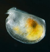 Afbeeldingsresultaten voor +"Conchoecia Discoveryi". Grootte: 175 x 185. Bron: biology.stackexchange.com