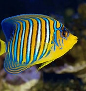 Image result for Fish. Size: 176 x 185. Source: www.seafishpool.com