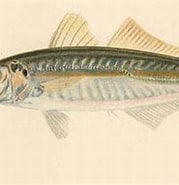 Afbeeldingsresultaten voor "decapterus Punctatus". Grootte: 179 x 141. Bron: fishbiosystem.ru