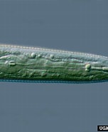 Afbeeldingsresultaten voor "pseudocuma Similis". Grootte: 152 x 185. Bron: www.invasive.org