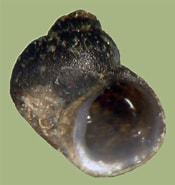 Afbeeldingsresultaten voor Hydrobiidae Verwante Zoekopdrachten. Grootte: 175 x 185. Bron: www.fwgna.org