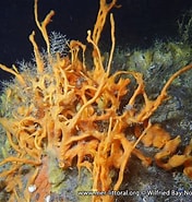 Image result for Amphilectus fucorum Stam. Size: 176 x 185. Source: www.european-marine-life.org