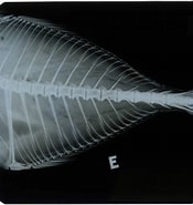 Afbeeldingsresultaten voor Pseudocaranx cheilio. Grootte: 175 x 185. Bron: www.si.edu