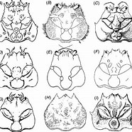 Afbeeldingsresultaten voor "dorippe Quadridens". Grootte: 186 x 185. Bron: www.researchgate.net