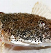 Image result for Benthophilus stellatus habitat. Size: 176 x 185. Source: gurkov2n.jimdofree.com
