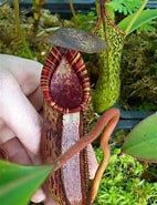Afbeeldingsresultaten voor "pseudochirella Spectabilis". Grootte: 142 x 185. Bron: www.cpukforum.com