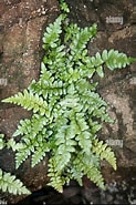 Image result for "nerillidium Marinum". Size: 123 x 185. Source: www.alamy.com