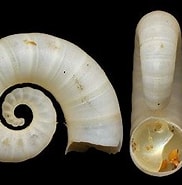 Image result for Spirulidae. Size: 182 x 176. Source: www.idscaro.net