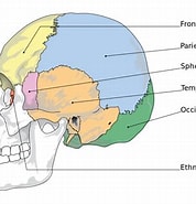 Afbeeldingsresultaten voor "canella Cranium". Grootte: 178 x 185. Bron: anatomyinfo.com