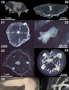 Afbeeldingsresultaten voor "eucheilota Paradoxica". Grootte: 141 x 185. Bron: www.researchgate.net