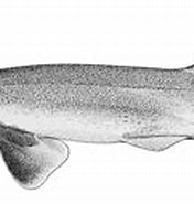 Afbeeldingsresultaten voor "galeus Sauteri". Grootte: 176 x 94. Bron: www.sharkwater.com
