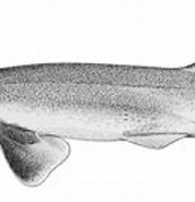 Image result for "galeus Sauteri". Size: 178 x 94. Source: www.sharkwater.com
