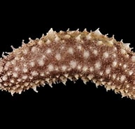 Image result for Holothuriidae. Size: 193 x 185. Source: francoismichonneau.net