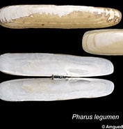 Afbeeldingsresultaten voor Pharus legumen Klasse. Grootte: 177 x 185. Bron: naturalhistory.museumwales.ac.uk
