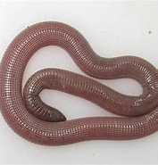 Image result for "bathybelos Typhlops". Size: 177 x 185. Source: animaldiversity.org