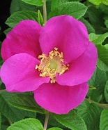 Image result for "diastylis Rugosa". Size: 155 x 185. Source: www.multiplants.ca