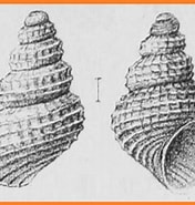 Afbeeldingsresultaten voor Alvania jeffreysi Feiten. Grootte: 176 x 185. Bron: www.biolib.cz