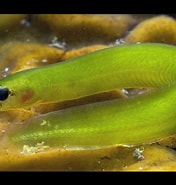 Image result for Alabes dorsalis. Size: 176 x 185. Source: fishesofaustralia.net.au