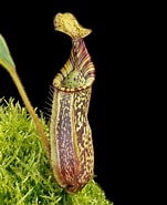 Image result for "pseudochirella Spectabilis". Size: 151 x 185. Source: wistuba.com