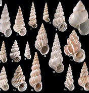 Afbeeldingsresultaten voor Epitoniidae Wikipedia. Grootte: 176 x 185. Bron: seashellsofnsw.org.au