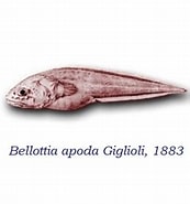 Afbeeldingsresultaten voor "bellottia Apoda". Grootte: 173 x 185. Bron: antropocene.it
