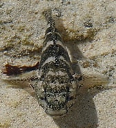 Image result for Mauligobius maderensis Order. Size: 168 x 185. Source: www.flickr.com