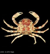 Image result for "cyclax Spinicinctus". Size: 172 x 185. Source: www.crustaceology.com