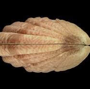 Afbeeldingsresultaten voor "clausinella Fasciata". Grootte: 187 x 185. Bron: www.marlin.ac.uk