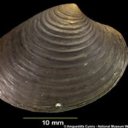 Image result for "astarte Elliptica". Size: 185 x 185. Source: naturalhistory.museumwales.ac.uk