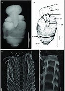 Image result for "pneumodermopsis Polycotyla". Size: 133 x 185. Source: www.researchgate.net