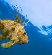 Image result for "zeus Faber". Size: 176 x 185. Source: www.fishipedia.fr