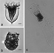 Image result for "Climacocylis Scalaroides". Size: 190 x 185. Source: www.researchgate.net