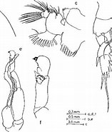 Image result for "pseudochirella Fallax". Size: 157 x 185. Source: www.semanticscholar.org
